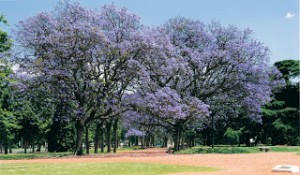 Bosques de Palermo, Buenos Aires